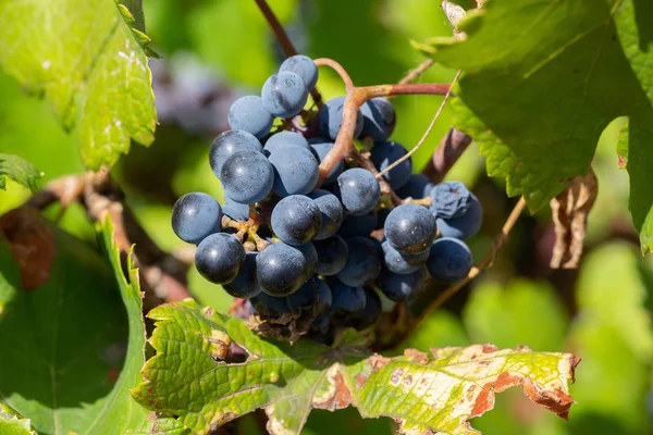 Ripe Grapes Hung Vineyards Grape Trees Morning Vineyard Winegrowers Grapes — Stock Photo, Image