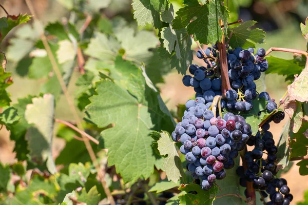 Olgun üzüm üzüm ağaçlar bağlar üzerinde asılı. Sabah bağ içinde asma yakın çekim üzüm hasat üzerinde winegrowers üzüm