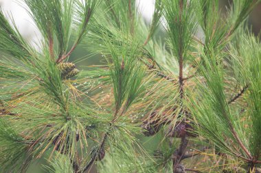Çam ağacı ile çiğ dal, doğal arka sınırlı alan derinliği üzerinde. Arka plan olarak kullanılabilir. Metin yakın çekim için yer