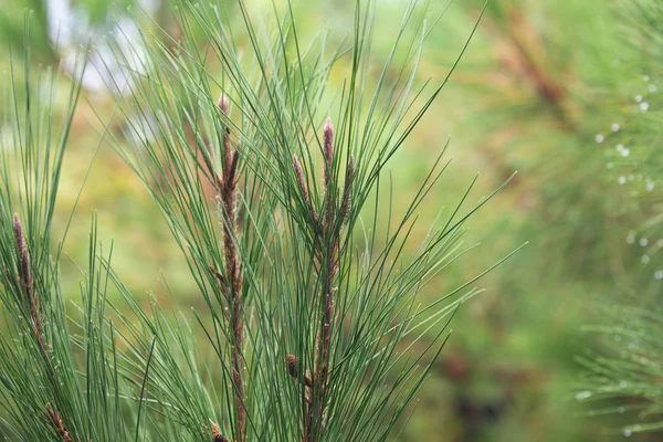 Pine Tree Morning Dew Twig Abstract Natural Backgrounds Limited Depth — Stock Photo, Image