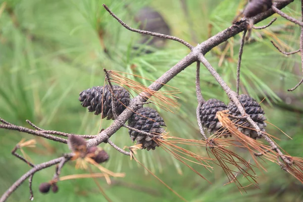 Pinheiro Com Orvalho Manhã Galho Fundos Naturais Abstratos Pinheiro Cones — Fotografia de Stock