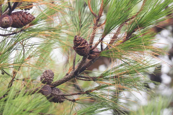 Pine Tree Morning Dew Twig Abstract Natural Backgrounds Pine Cones — Stock Photo, Image