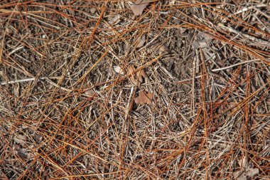 Çam kozalakları ve twigs orman katta arka plan olarak kullanılabilir