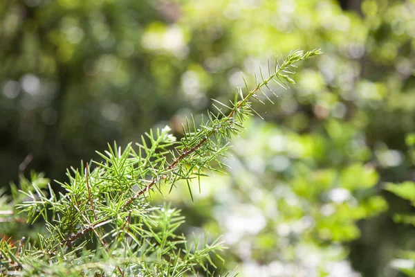Closeup Zelené Větve Borovice Rozmazané Pozadí Světlé Barvy — Stock fotografie