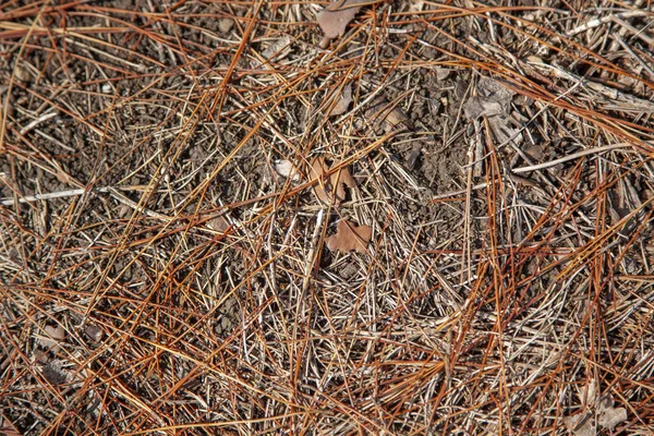 Pine Cones Twigs Forest Floor Can Used Background — Stock Photo, Image