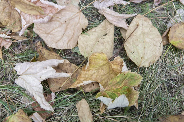 Close Vista Paesaggio Foglie Multicolore Caduta Erba Verde Autunno Nel — Foto Stock