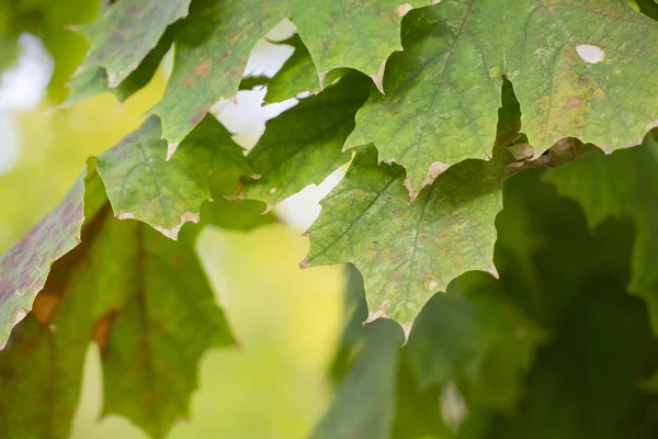 秋のカラフルな背景の葉落下葉自然背景クローズ アップ — ストック写真