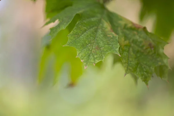 Sfondo Colorato Foglie Autunnali Foglie Cadenti Sfondo Naturale Primo Piano — Foto Stock