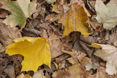 Tablo arka plan ve sonbahar zaman yaprak. Ürününüzü yakın çekim için boş alan