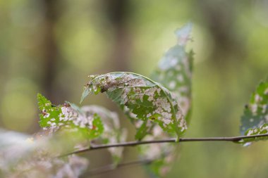 Tablo arka plan ve sonbahar zaman yaprak. Ürününüzü yakın çekim için boş alan