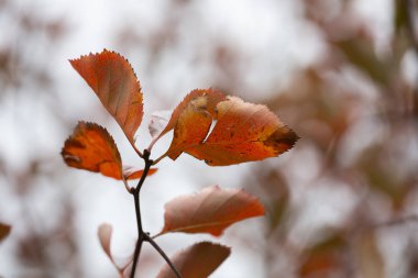 Sonbaharın renkli arka plan düşüyor yaprakları doğal arka plan yakın çekim yaprak