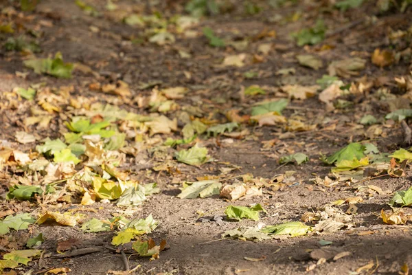 Bellissimo Paesaggio Autunnale Con Alberi Gialli Sole Fogliame Colorato Nel — Foto Stock