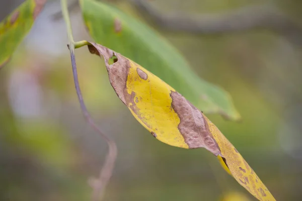 多彩的背景秋天叶子下落叶子自然背景特写 — 图库照片