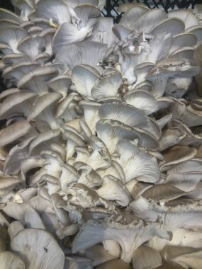 Mantar raf mağaza yakın çekim