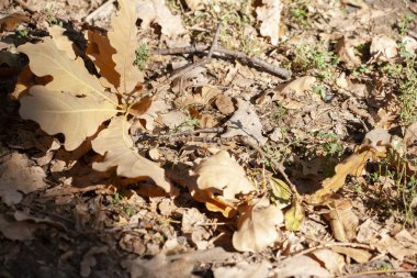 Arka plan yakın çekim için yerdeki kuru meşe yaprakları