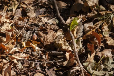 Meşe palamutları ve yere yakın çekim sonbahar ormandaki bir kuru meşe yaprağı