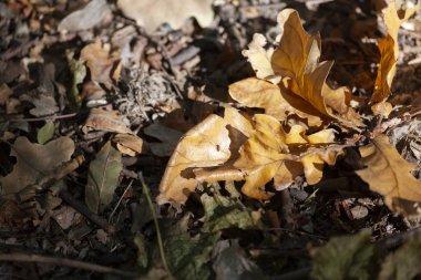 Meşe palamutları ve yere yakın çekim sonbahar ormandaki bir kuru meşe yaprağı