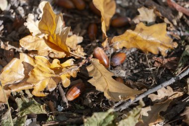 Meşe palamutları ve yere yakın çekim sonbahar ormandaki bir kuru meşe yaprağı