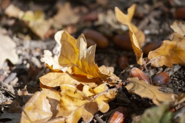 Arka plan yakın çekim için yerdeki kuru meşe yaprakları
