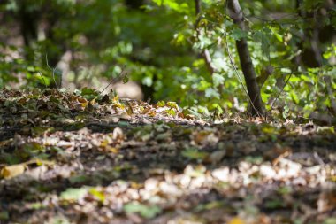 Bahar bulanık bir güneşli orman, doğal arka sınırlı alan derinliği arka plan üzerinde bırakır. Metin yakın çekim için yer