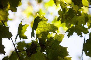 Sarı akçaağaç yaprakları, doğal arka plan, seçici odak sonbahar bokeh. Yakın çekim
