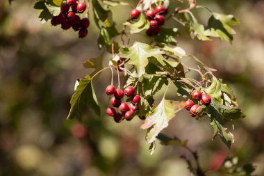 dalları alıç çilek bahçe ile. arka plan ile şube ve alıç çilek. Yakın çekim