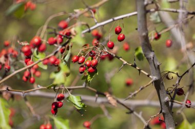 dalları alıç çilek bahçe ile. arka plan ile şube ve alıç çilek. Yakın çekim