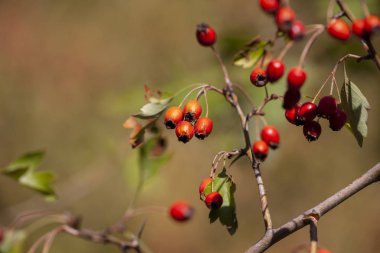 dalları alıç çilek bahçe ile. arka plan ile şube ve alıç çilek. Yakın çekim