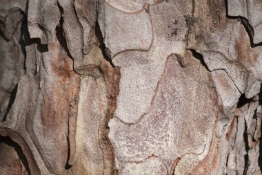 çam ağacı gövde doku arka plan yakın çekim kabuğu
