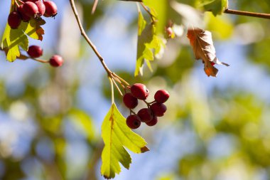 Alıç meyve ve yaprakları mavi gökyüzü ile. Yakın çekim
