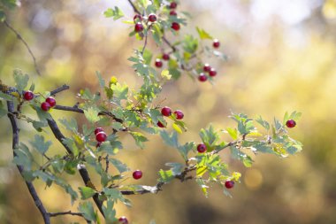 Yakın çekim alanının sonbahar sınırlı derinlemesine olgun alıç
