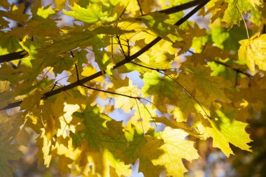 Sarı akçaağaç yaprakları, doğal arka plan, seçici odak sonbahar bokeh. Yakın çekim