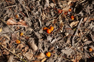 alıç meyveleri yere, doğal arka plan, seçici odak sonbahar bokeh. Yakın çekim