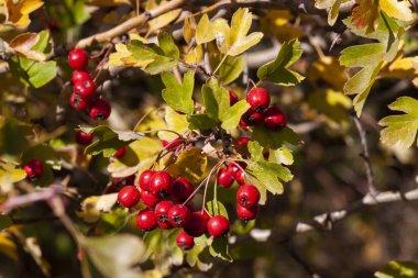 dalları alıç çilek bahçe ile. arka plan ile şube ve alıç çilek. Yakın çekim