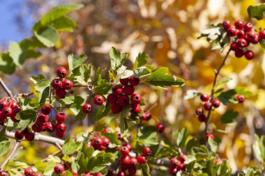 dalları alıç çilek bahçe ile. arka plan ile şube ve alıç çilek. Yakın çekim