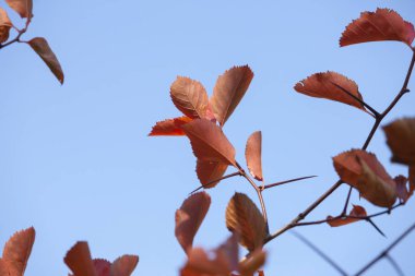 Dalları ile kırmızı sonbahar yaprakları gökyüzüne yakın çekim karşı
