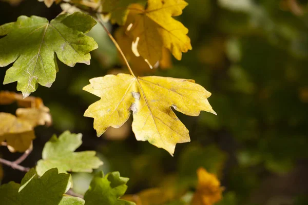 Autumn Green Leaves Blurred Nature Background Shallow Focus Fall Bokeh — Stock Photo, Image