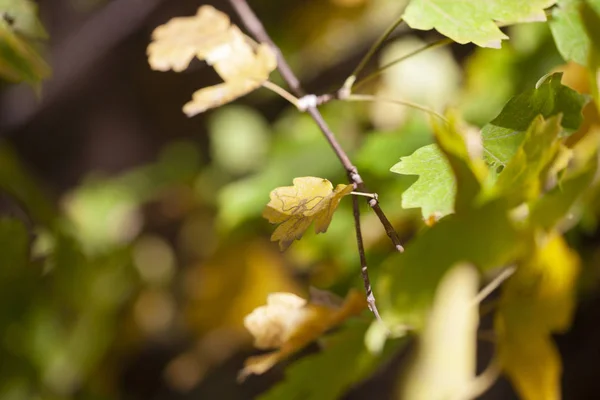 秋の緑はぼやけて自然背景に残します 浅いフォーカス 秋のボケ味 クローズ アップ — ストック写真