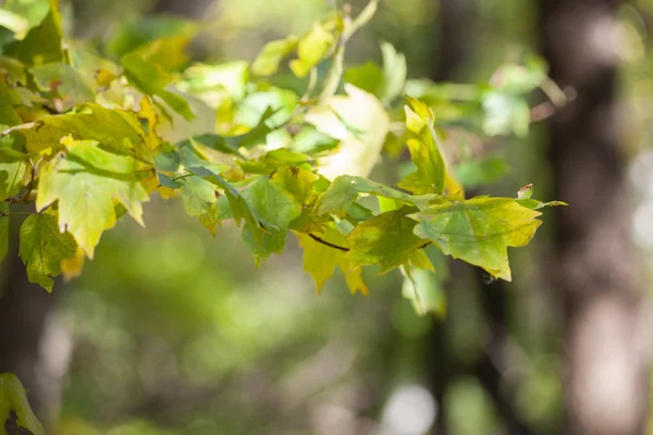 Yellow Maple Leaves Autumnal Natural Background Selective Focus Fall Bokeh — Stock Photo, Image