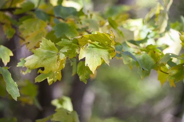 Yellow Maple Leaves Autumnal Natural Background Selective Focus Fall Bokeh — Stock Photo, Image