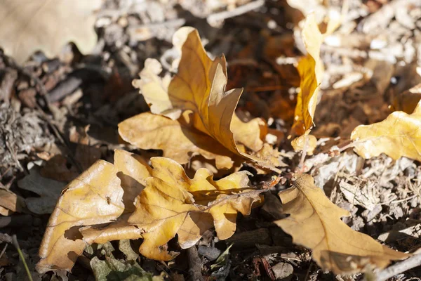 Желуди Сухой Дубовый Лист Земле Осеннем Лесу Крупный План — стоковое фото