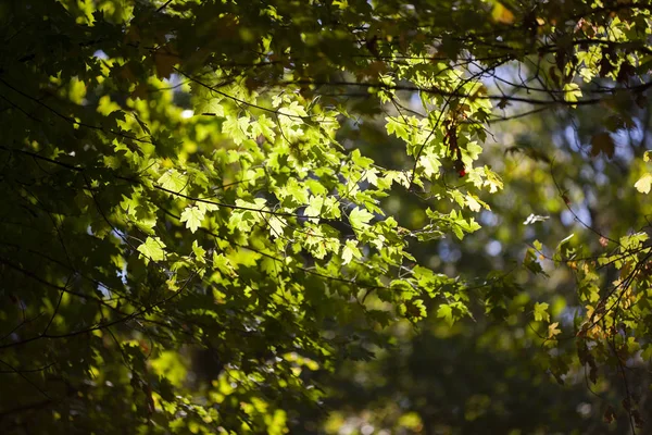 黄色のカエデの葉 紅葉の自然な背景セレクティブ フォーカス秋ボケ クローズ アップ — ストック写真
