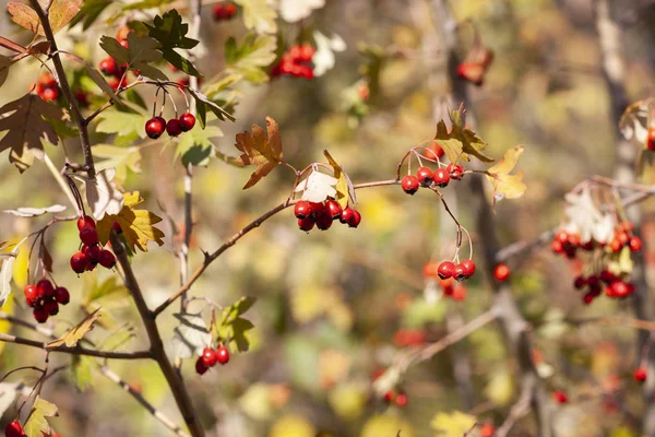 Ramas Con Bayas Espino Jardín Fondo Con Ramas Berries Close — Foto de Stock