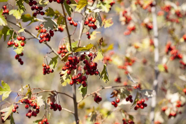 Ramas Con Bayas Espino Jardín Fondo Con Ramas Berries Close — Foto de Stock