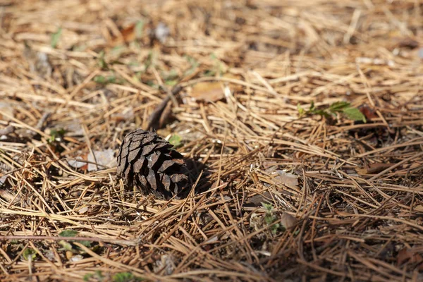 Kuru sonbahar düşmüş koniler iğne falan batmazdı yalan. Arka plan doku. Yakın çekim