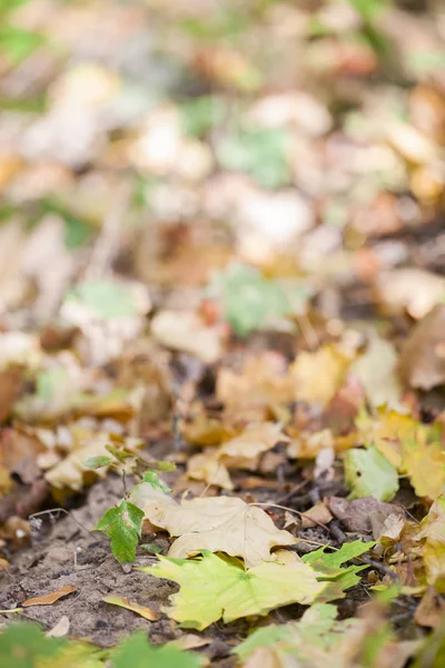 Sfondo Foglie Colorate Autunno Sul Pavimento Della Foresta Close — Foto Stock