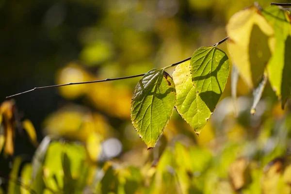 黄色のカエデの葉 紅葉の自然な背景セレクティブ フォーカス秋ボケ クローズ アップ — ストック写真