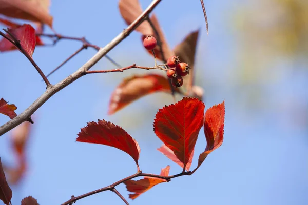 stock image Branches with red autumn leaves against the sky Close-up