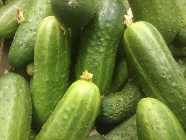 bir bakkal yakın çekim tezgahın üzerine taze salatalık