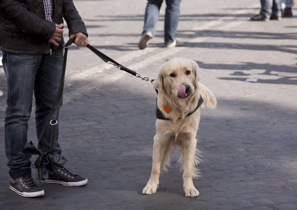 Cropped image of handsome young man with labrador outdoors. Close-up